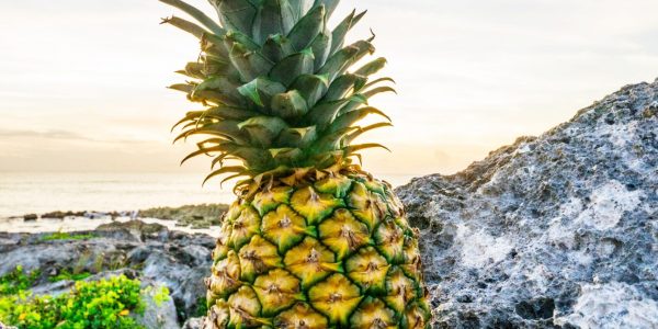 pineapple-supply-co-Plk1eUjIXBQ-unsplash