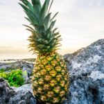 pineapple-supply-co-Plk1eUjIXBQ-unsplash